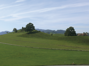 Grünlandnutzung auf Wallmoränen mit Hutebäumen und Viehgangeln.