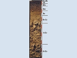 Abgegrabenes Profil des Bodens