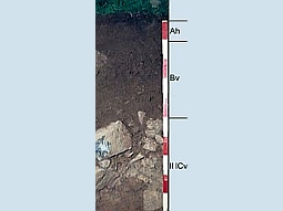 Abgegrabenes Profil des Bodens