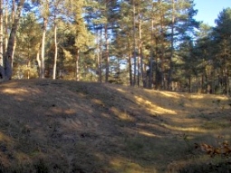 Sanddüne Seeholz bei Abensberg in Niederbayern