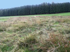 Niedermoor mit einem Nadelwald im Hintergrund