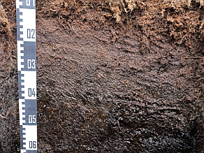 Profil eines Moorboodens mit den typischen Torfhorizonten