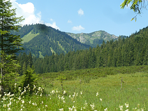 Hochmoorfläche in den Alpen