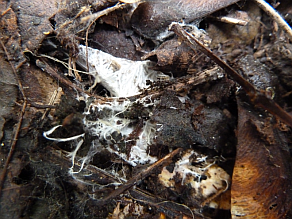 Nahaufnahme eines weißen Pilzgeflechts im Boden