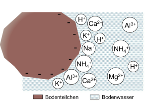 Schema: Kationen liegen als Kugeln auf der negativ geladenen, reaktiven Oberfläche der Bodenmatrix und einzeln, für Pflanzen verfügbar in der Bodenlösung.