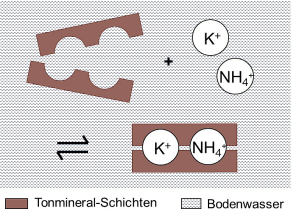 Schema: Kalium (K+) und Ammonium (NH4+) liegen als Kugeln formschlüssig in Aussparungen zwischen den Schichten eines Tonminerals.