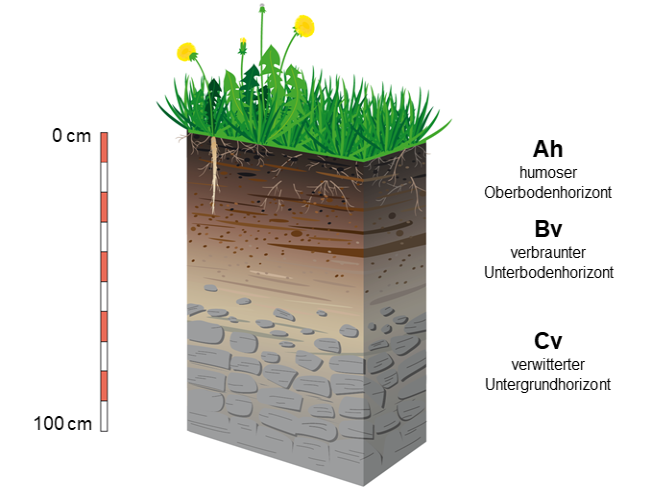 Schema: Bodentyp Braunerde mit den Horizonten Ah/Bv/Cv. Erläuterung zu den Horizonten in der Tabelle unten.