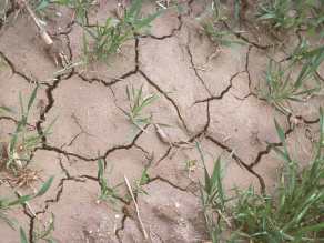 Trockenrisse auf der Oberfläche eines Bodens ohne Vegetation.