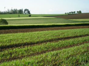 Hügelige Landschaft mit hellgrünem Getreideaufwuchs im Frühling.