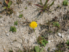 Gelbe Blüte über hellgrauem, kiesigem Oberbodenhorizont.