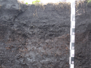 Aufgegrabenes Bodenprofil mit Messlatte.