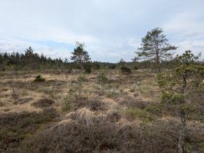 Hochmoorlandschaft und ihre typische Fauna mit Spirke, Wollgräsern und Torfmoosen.