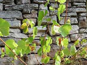 Junger Rebstock vor einer Weinbergsmauer