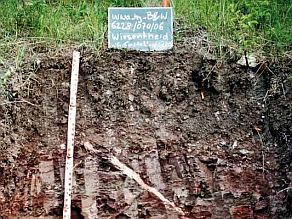 Aufschluss mit dem Boden Pararendzina