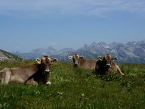 Kühe auf der Bergwiese Kühe auf der Bergwiese