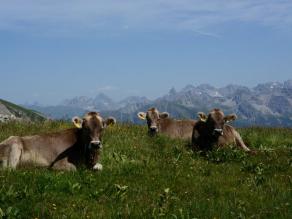 Kühe auf der Bergwiese