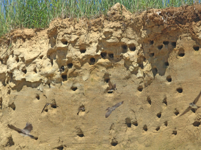 Eine Wand aus oben beigen und unten braunen Sedimenten, welche viele kleine, runde Löcher ausweist. Im Vordergrund fliegen Uferschwalben umher.