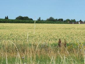 Blick auf ein beiges, hell grünes Kornfeld unter blauem Himmel. Im Hintergrund befindet sich dunkelgrüne Bäume und Büsche.