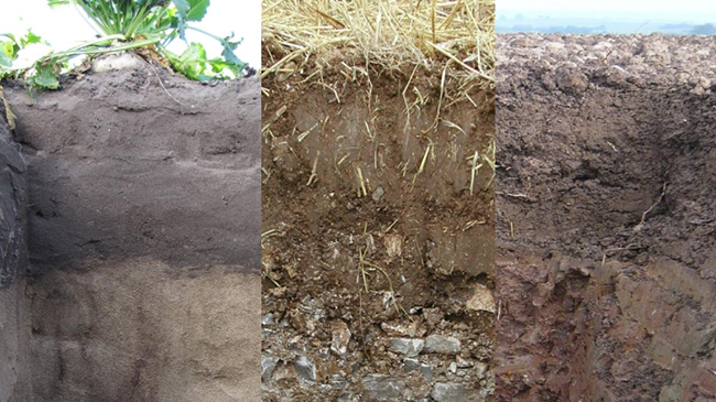 Drei Ackerbodenprofile aus unterschiedliche geologischen Ausgangsmaterialien. Links: Profil eines braunen Bodens mit erkennbarer Ackerkrume (oberer Horizont ist dunkler als der untere). Mitte: Profil einer Acker-Rendzina. Das sehr steinreiche und helle Ausgangsgestein (Muschelkalk) ist im unteren Bereich des Bodenprofils deutlich zu erkennen; darüber die sich dunkel abhebende ca. 30cm mächtige Ackerkrume. Rechts: Profileines Ackergleys aus Flugsand mit stehendem Grundwasser am Boden der Profilgrube. Die deutlich dunklere Ackerkrume ist bei 30 cm gut erkennbar.