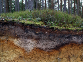 Der Bodentyp Podsol als typischer Vertreter (saurer) Nadelwaldböden. Unterhalb der Geländeoberkante (GOK) beginnen die Bodenhorizonte, welche die unteren zwei Drittel des Fotos ausmachen. Deutlich zu erkennen sind die farbig unterschiedlichen Bodenschichten Nadelstreu, organische Auflage.