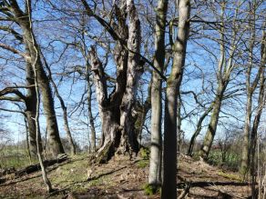 Blattlose Bäume auf einer kleinen bewaldeten Anhöhe bei blauem Himmel; der Boden ist leicht mit Moos bedeckt und zeigt Spuren von Wurzelerosion. Blattlose Bäume auf einer kleinen bewaldeten Anhöhe bei blauem Himmel; der Boden ist leicht mit Moos bedeckt und zeigt Spuren von Wurzelerosion.