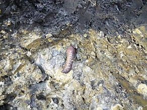 Regenwurm.