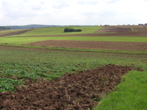 Grüne, hügelige Ackerlandschaft mit Pflanzenbewuchs. Dazwischen sind raune Flächen, also gepflügte Bereiche zu sehen. In der Ferne steht mittig eine größere Ansammlung von Büschen.