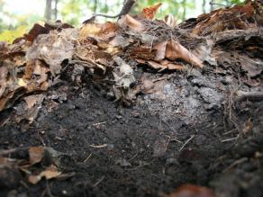 Blätterauflage auf Waldboden.