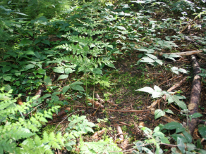 Waldboden mit Grünpflanzen
