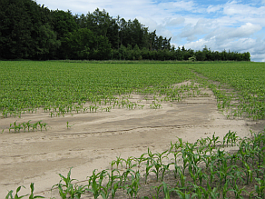 Unterhang eines Maisfeldes, an dem sich abgespülter Boden sammelt