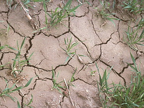  Trockenrisse auf der Oberfläche eines Bodens ohne Vegetation