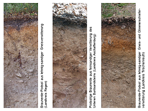 Querschnitt von den drei versauerten Böden