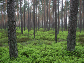 Nadelwald mit Blaubeerensträuchern