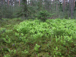 Blaubeeresträucher