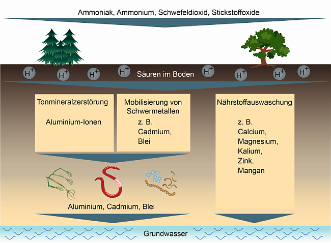 Schemazeichnung: Querschnitt durch einen Boden und eine Grundwasserlinse mit nach unten laufenden Wirkungspfaden bei der Versauerung. Sauer wirkende Einträge wie Ammoniak, Ammonium, Schwefeldioxide und Stickstoffdioxide gelangen als Immissionen in Böden. Dort werden (a) Tonminerale zerstört und Aluminium-Ionen freigesetzt, (b) Schwermetalle wie Cadmium und Blei mobilisiert und (c) Nährstoffe wie Calcium und Kalium ins Grundwasser ausgewaschen. Weitere Ausführungen im vorhergehenden Text.