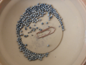Schrotkugeln auf Waldboden. Ein Kugelschreiber daneben als Größenvergleich.