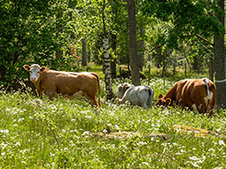 Rinder auf einer Weide vor einem Wald