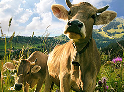 Kühe auf der Weide in einer Berglandschaft.