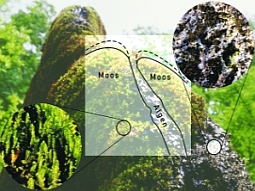 Detailbild zum Wachstum des Felsens