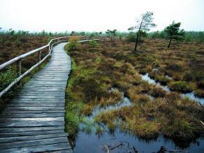 Rundweg auf einem Holzsteg durch das schware Moor