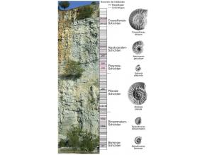 Schichtenabfolge der Felswand (Kalkbänke) und Fundhöhen verschiedener Fossilien in den Schichten