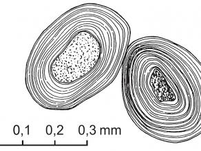 Schematischer Schnitt durch zwei Ooidkörner (aus SCHIRMER 1980)