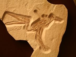 Verteinerter Archaeopteryx (kleiner Flugsaurier)