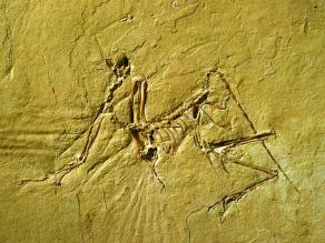 Weitere Aufnahme eines versteinerten Archaeopteryx