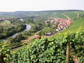 Blick aus den Weinbergen auf den Main