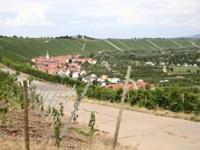 Blick aus den Weinbergen auf den Main mit Vogelsburg