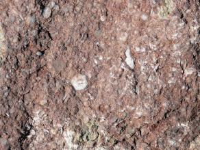 Detailaufnahme von Fossilresten im Gestein