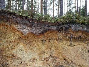 unterschiedlich gefärbte Bodenschichten des Podsol