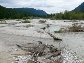 Schwemmholz im Flusslauf der Isar