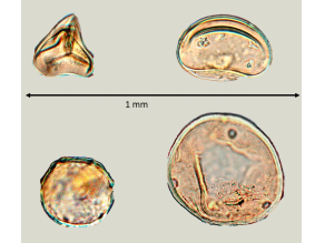 Aufnahme von zwei Pollen und zwei Sporen, wie sie in einem Mirkoskop erkennbar sind. Die einzelnen Pollen und Sporen sind jeweils maximal einen halben Millimieter groß und gelblich braun mit durchscheinenden Stellen.